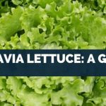 Batavia lettuce nutrition facts