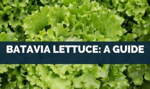 Batavia lettuce nutrition facts