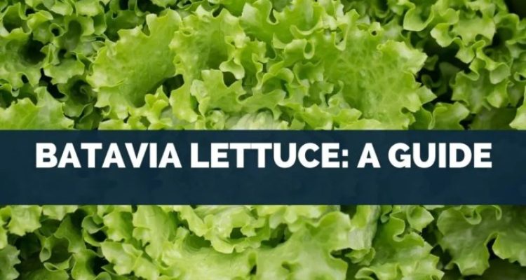 Batavia lettuce nutrition facts