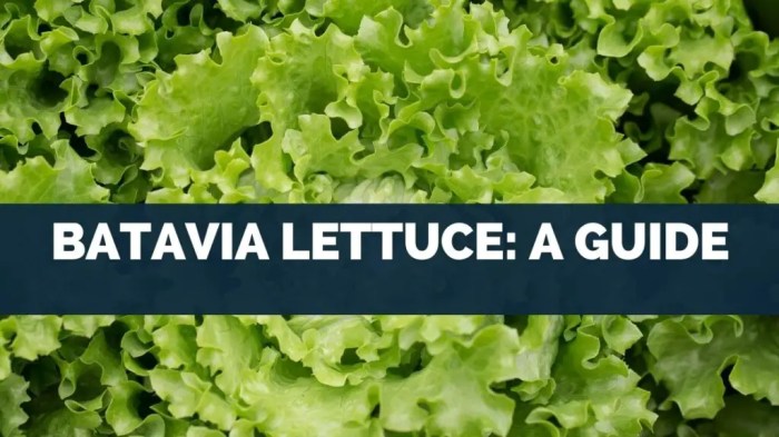 Batavia lettuce nutrition facts