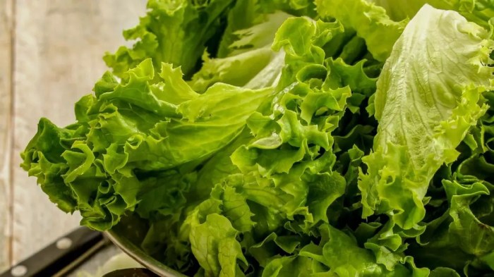 Lettuce green batavia top stock salad isolated head white alamy