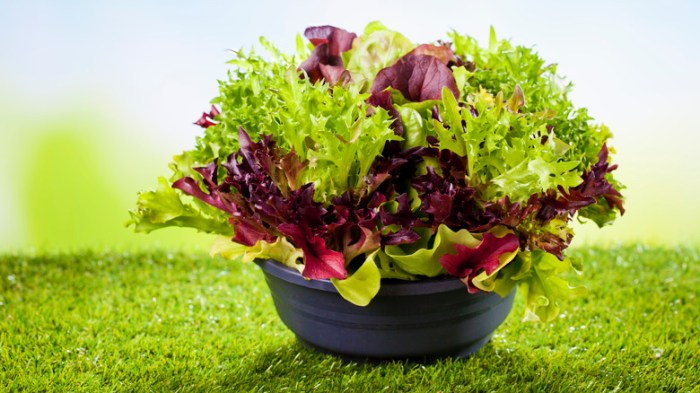 Batavia lettuce nutrition facts